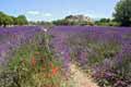 Lavendelfeld bei Grignan